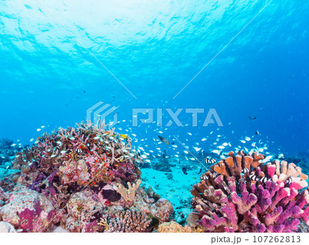 素晴らしいサンゴ礁の美しいデバスズメダイ(スズメダイ科)の群れ他@嘉比島  日本国沖縄県島尻郡座間味 素晴らしいサンゴ礁の美しいデバスズメダイ(スズメダイ科)の群れ他@嘉比島  日本国沖縄県島尻郡座間味 107262813