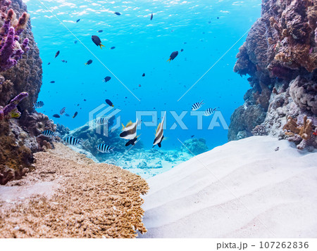 嘉比島の素晴らしいサンゴ礁の美しいミナミハタタテダイ（チョウチョウウオ科）他。  沖縄県島尻郡座間味 107262836