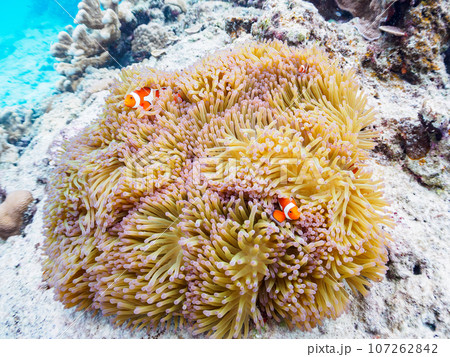 嘉比島の素晴らしいサンゴ礁の美しいイソギンチャクと可愛いカクレクマノミ(クマノミ亜科)の一家。 沖 嘉比島の素晴らしいサンゴ礁の美しいイソギンチャクと可愛いカクレクマノミ(クマノミ亜科)の一家。 沖 107262842