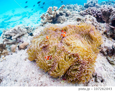 嘉比島の素晴らしいサンゴ礁の美しいイソギンチャクと可愛いカクレクマノミ（クマノミ亜科）の一家。  沖 107262843