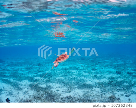 阿真ビーチの美しい白浜をゆったり泳ぐ大きなアオウミガメ（ウミガメ科）  沖縄県島尻郡座間味村座間味島 107262848