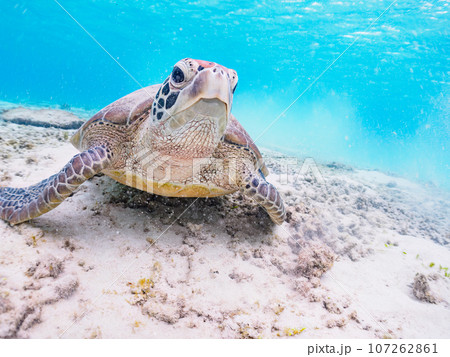 阿真ビーチの美しい白浜をゆったり泳ぐ大きなアオウミガメ（ウミガメ科）  沖縄県島尻郡座間味村座間味島 107262861