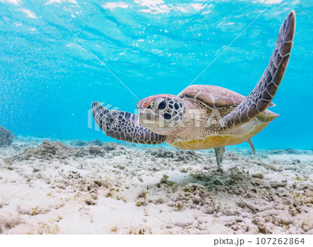 阿真ビーチの美しい白浜をゆったり泳ぐ大きなアオウミガメ（ウミガメ科