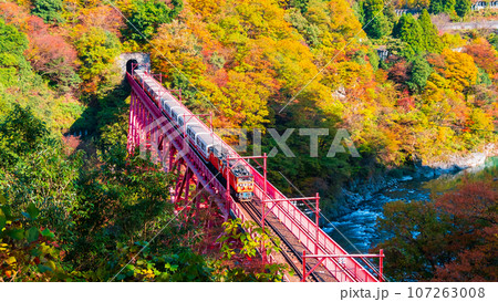秋の黒部峡谷：新山彦橋を走るトロッコ電車 107263008