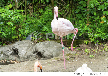 動物園の風景 フラミンゴ 宮城県仙台市 動物園の風景 フラミンゴ 宮城県仙台市 107263467