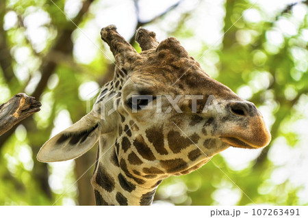 動物園の風景　アミメキリンの顔　宮城県仙台市 107263491