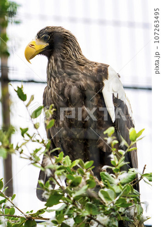 動物園の風景 オオワシ 宮城県仙台市 動物園の風景 オオワシ 宮城県仙台市 107263495