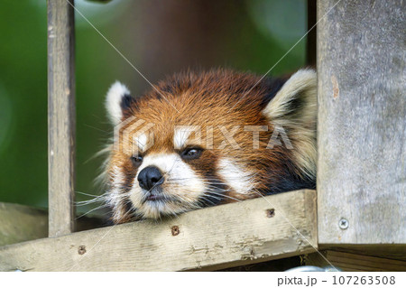 動物園の風景 レッサーパンダ 宮城県仙台市 動物園の風景 レッサーパンダ 宮城県仙台市 107263508