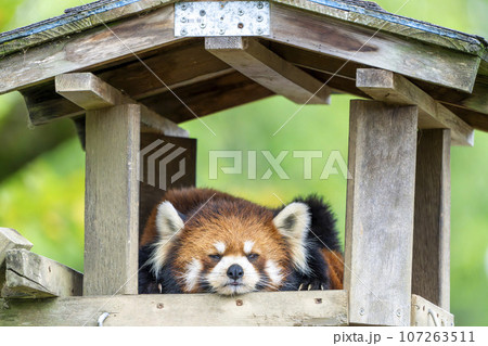 動物園の風景　レッサーパンダ　宮城県仙台市 107263511