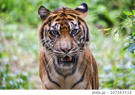 動物園の風景 スマトラトラ 仙台市太白区 動物園の風景 スマトラトラ 仙台市太白区 107263518