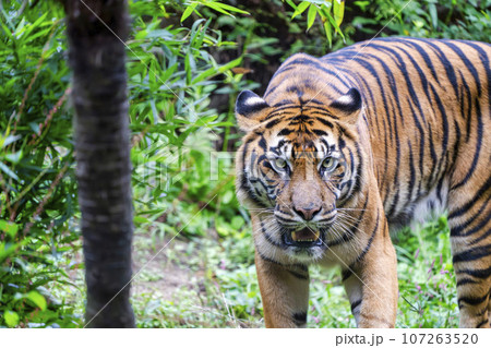 動物園の風景 スマトラトラ 仙台市太白区 動物園の風景 スマトラトラ 仙台市太白区 107263520