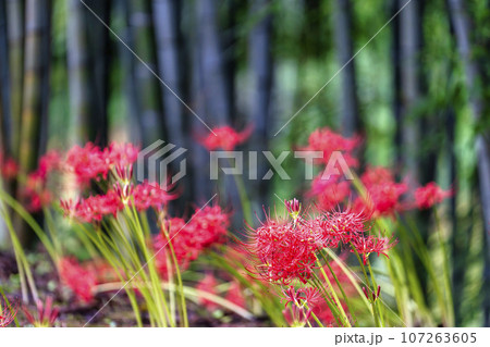 雨上がりの船岡城址公園　水滴とヒガンバナ　しばた曼珠沙華まつり　宮城県柴田町 107263605
