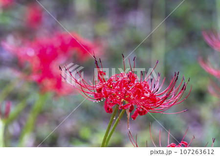 雨上がりの船岡城址公園　水滴とヒガンバナ　しばた曼珠沙華まつり　宮城県柴田町 107263612