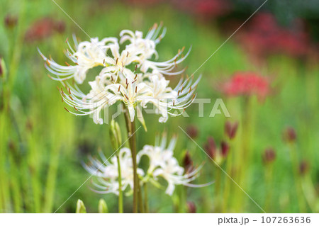 雨上がりの船岡城址公園　水滴と白いヒガンバナ　しばた曼珠沙華まつり　宮城県柴田町 107263636