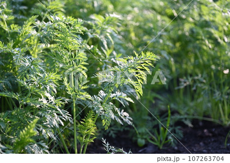 にんじん畑(Carrot field) にんじん畑(Carrot field) 107263704