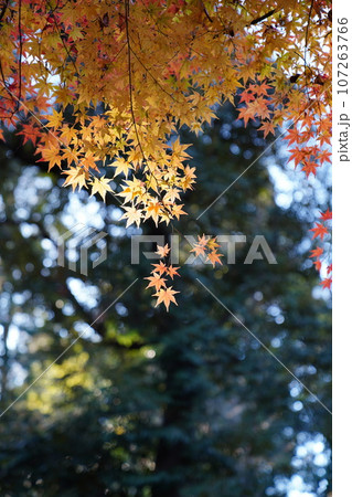 逆光で透けて見える鮮やかな紅葉 107263766