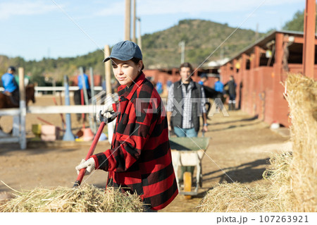 Stable female worker collects hay with a pitchfork to feed horses on farm Stable female worker collects hay with a pitchfork to feed horses on farm 107263921
