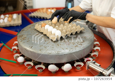 Arrangement of chicken eggs in cardboard trays 107263954