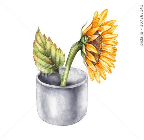 Watercolor sunflower in a porcelain vase 107265141