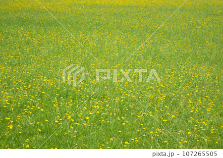 たんぽぽ畑 107265505