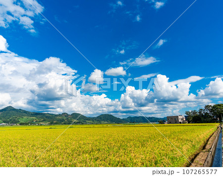 米どころ秋田の爽やかな真夏の田園風景 米どころ秋田の爽やかな真夏の田園風景 107265577