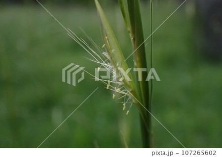 メリケンカルカヤの花のアップ 107265602
