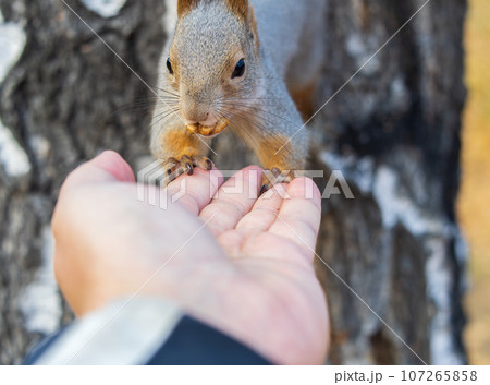 A squirrel in the autumn eats nuts from a human hand. Eurasian red squirrel, Sciurus vulgaris A squirrel in the autumn eats nuts from a human hand. Eurasian red squirrel, Sciurus vulgaris 107265858
