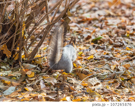 Squirrel in autumn hides nuts on the green grass with fallen yellow leaves 107265876