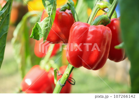 Red bell pepper plant growing in organic garden Red bell pepper plant growing in organic garden 107266142