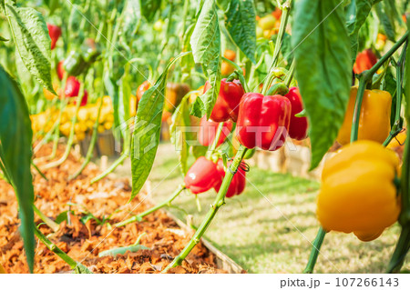 Red bell pepper plant growing in organic garden Red bell pepper plant growing in organic garden 107266143