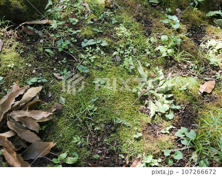 苔の生えた地面 107266672
