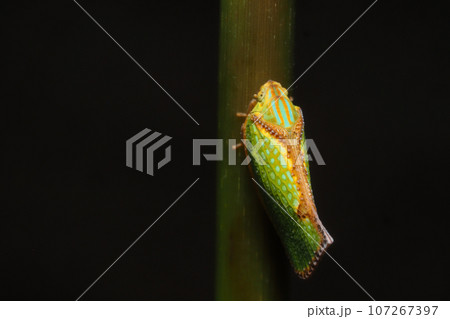 ヘリチャハゴロモ（アオバハゴロモ科の外来種） 107267397