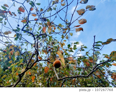 秋の空、古民家の庭より柿の木の紅葉 107267768