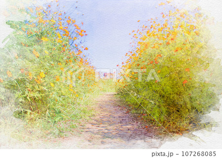 [愛知県]半田市矢勝川堤のコスモス 107268085