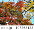 秋の古民家の庭、美しい紅葉もみじ 107268128