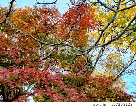 秋の古民家の庭、美しい紅葉もみじ 秋の古民家の庭、美しい紅葉もみじ 107268128