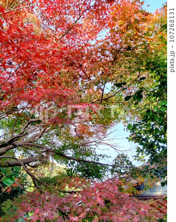 秋の古民家の庭、美しい紅葉もみじ 秋の古民家の庭、美しい紅葉もみじ 107268131