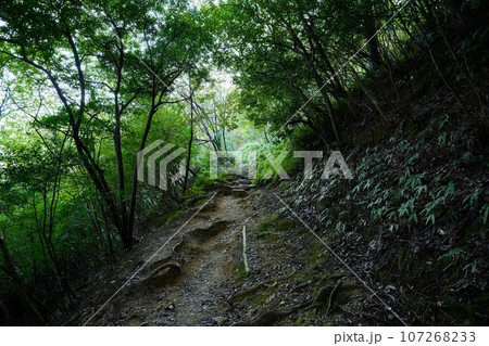 黒井城跡の登山道 黒井城跡の登山道 107268233