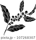 赤い実（コーヒー・センリョウ・南天） 107268307