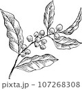 赤い実（コーヒー・センリョウ・南天） 107268308