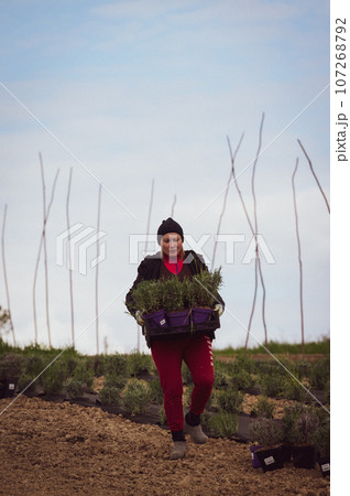 A woman carries lavender seedlings in a box 107268792