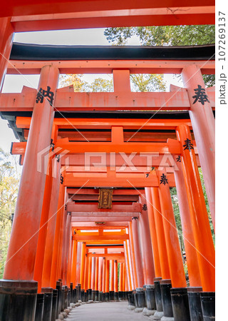 《京都府》伏見稲荷大社 千本鳥居 《京都府》伏見稲荷大社 千本鳥居 107269137