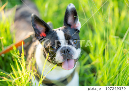 ボストンテリア 107269379