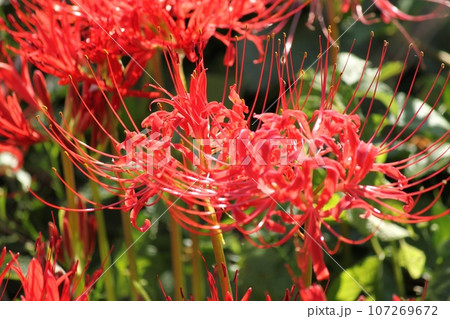 彼岸花 107269672