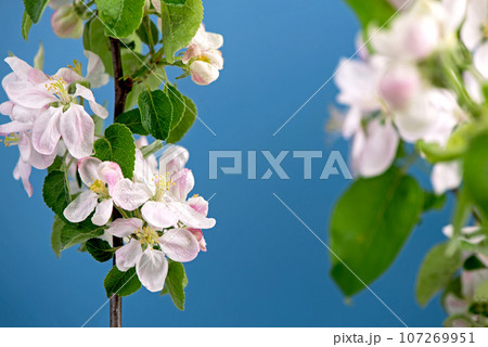 blooming Apple flowers on blue background. Spring timelapse of opening beautiful flowers on branches Apple tree. blooming Apple flowers on blue background. Spring timelapse of opening beautiful flowers on branches Apple tree. 107269951