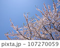 桜と青空 107270059