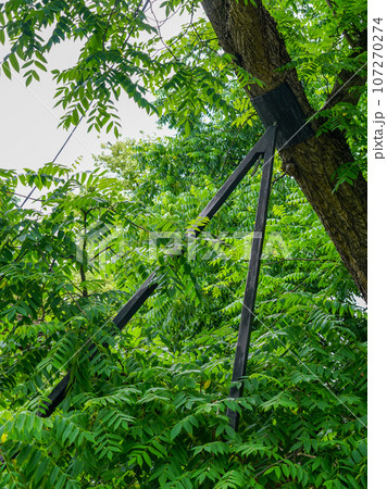 Metal supports for a leaning tree in a city park, saving the tree from falling, tree rescue 107270274
