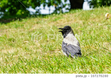 Gray and black hooded crow bird sitting in grass with open beak on green blurred background 107270280
