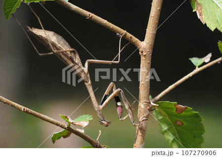 コカマキリ コカマキリ 107270906