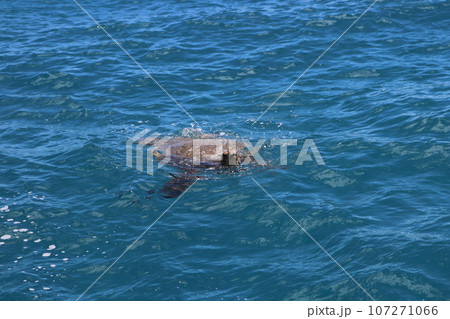 ウミガメの息継ぎ 107271066
